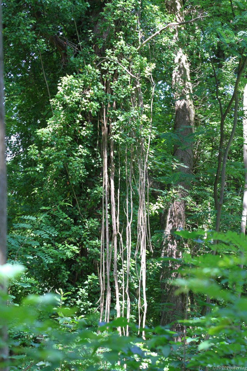 foret