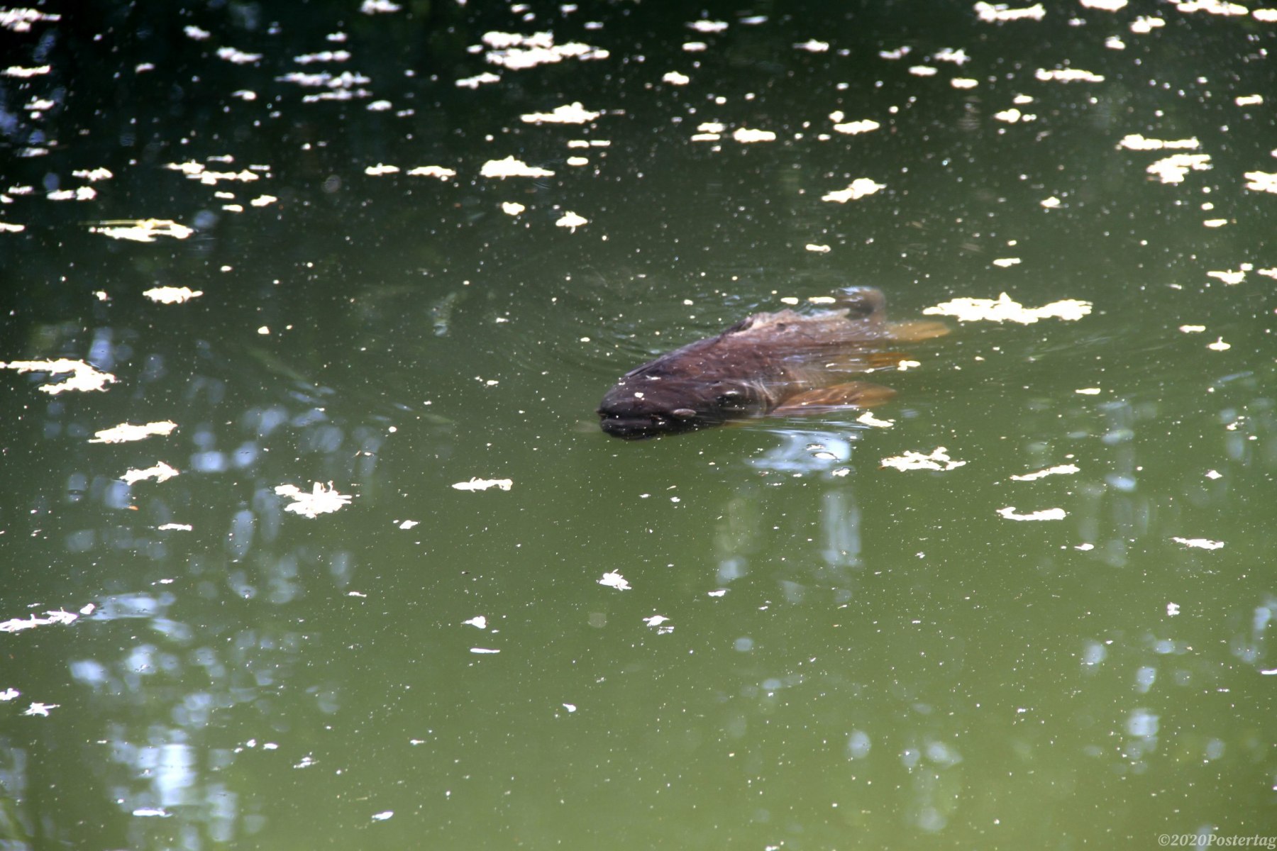 gros-poisson