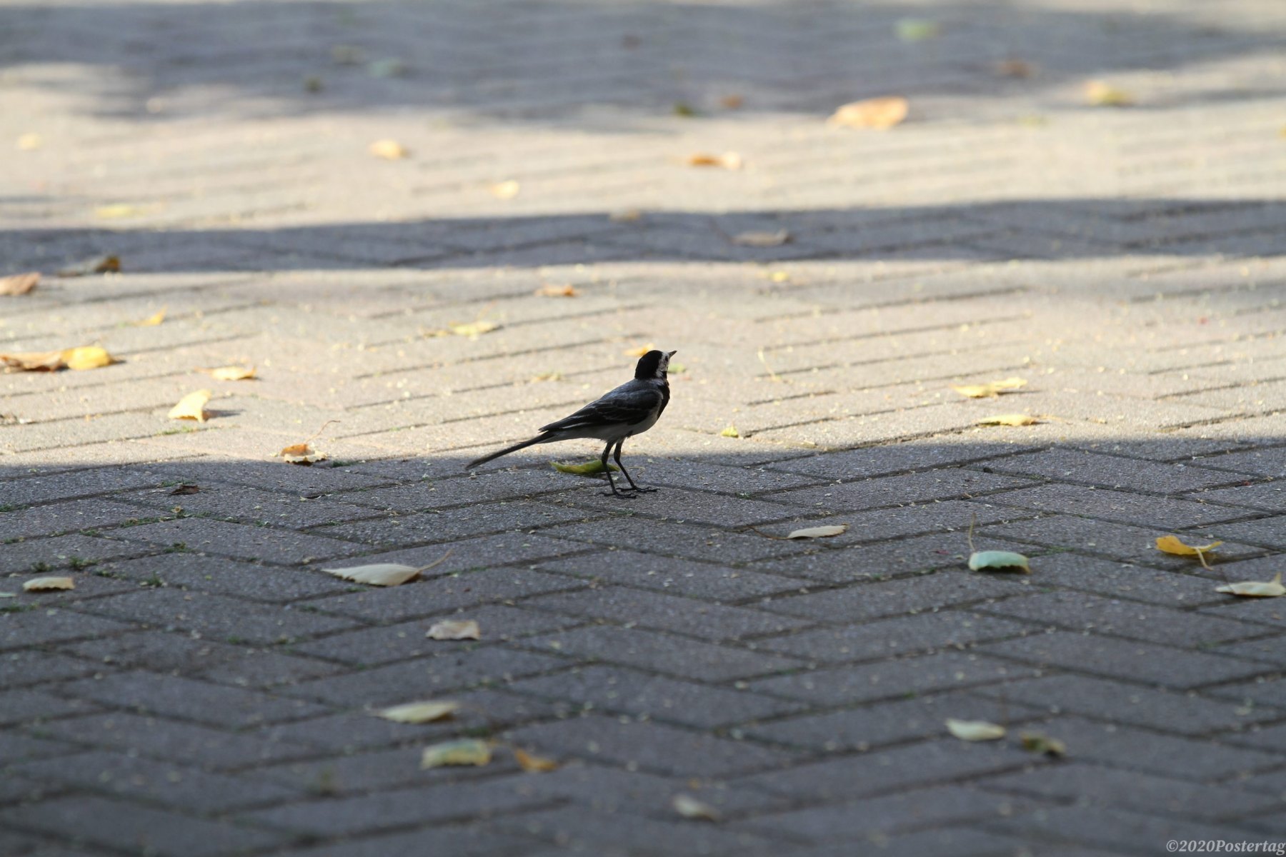 oiseau