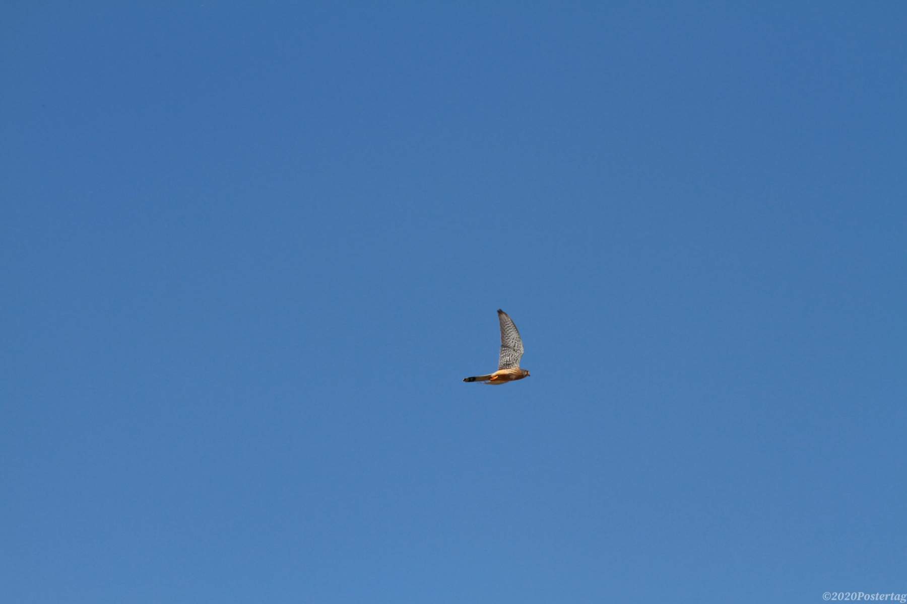 rapace-2